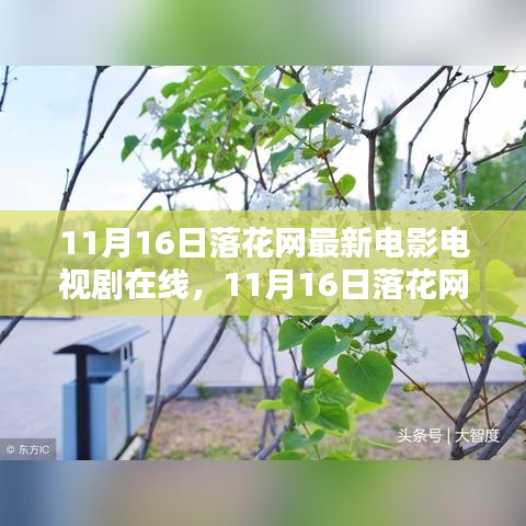 11月16日落花网最新电影电视剧在线，全面评测与介绍