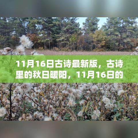 古诗里的秋日暖阳，诗意日常的最新篇章（11月16日）