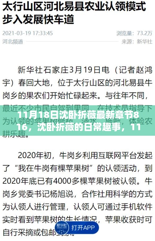 沈卧折薇友情织锦，日常趣事与最新篇章816的温馨记录