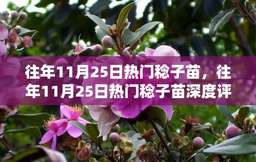 往年11月25日热门稔子苗，深度评测与竞品对比，特性与体验全解析