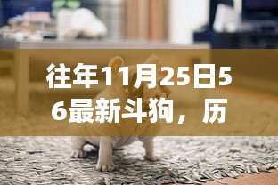 历年11月25日斗狗盛事回顾，犬坛风云再现