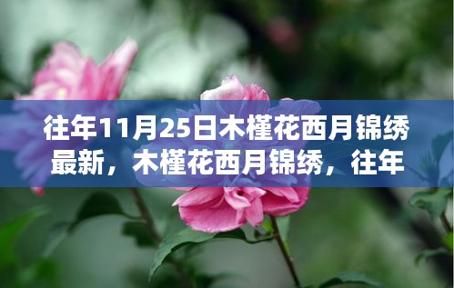 木槿花西月锦绣，往年11月25日的盛放与传承之美