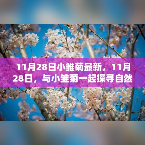 11月28日小雏菊之旅，探寻自然秘境，寻觅内心桃花源