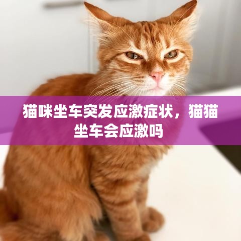 猫咪坐车突发应激症状，猫猫坐车会应激吗 