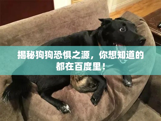 揭秘狗狗恐惧之源，你想知道的都在百度里！