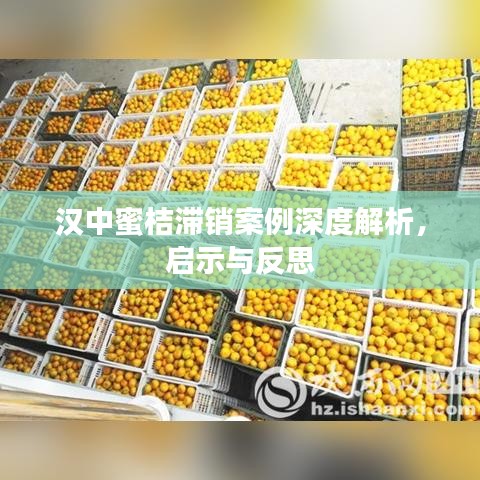 汉中蜜桔滞销案例深度解析，启示与反思