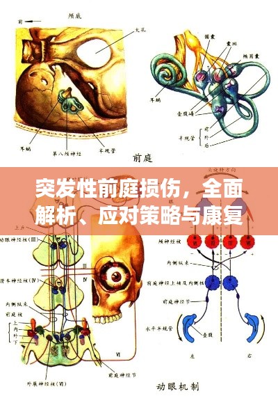 突发性前庭损伤，全面解析、应对策略与康复之路